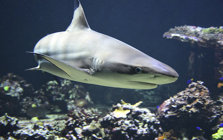 cuanto dura gestacion tiburon