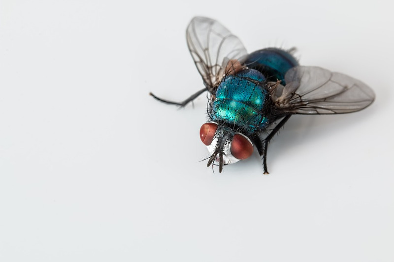 Cuánto tiempo vive una mosca doméstica