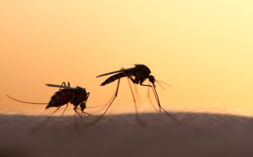 ¿Cuánto viven los mosquitos?