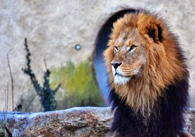 televisor básico Chimenea Cuántos años vive un león? | Esperanza de vida de un león