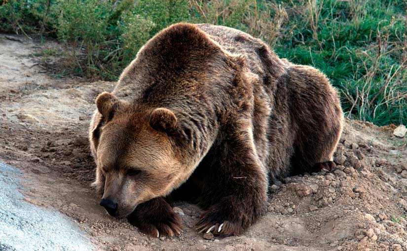 ¿Cuánto tardan en hibernar los osos?