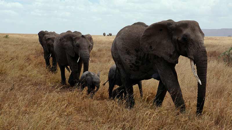¿Cuántos elefantes hay en el mundo?