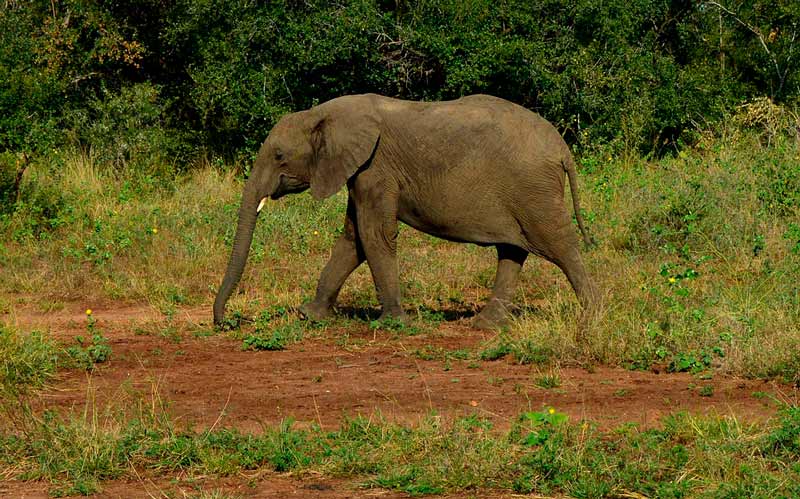 Cuanto Pesa Un Elefante Peso De Los Elefantes Africanos Y Asiaticos
