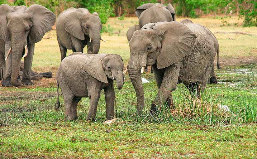 ¿Cuánto tarda en nacer un elefante?