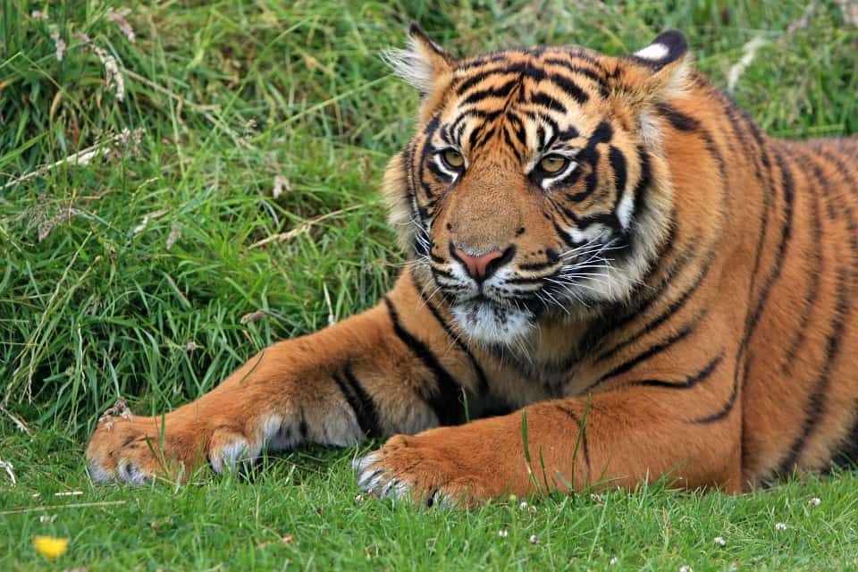 Cuántos tipos de tigre hay