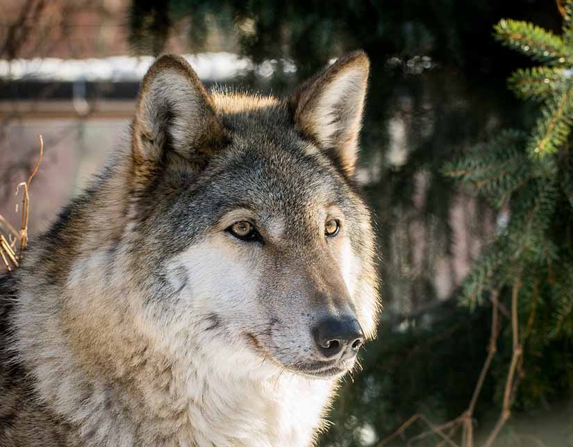 Cuántas especies de lobos hay en el mundo? | Tipos de lobos