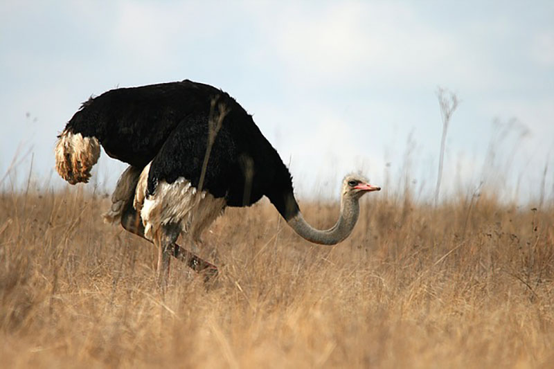 Longitud del cuello de un avestruz