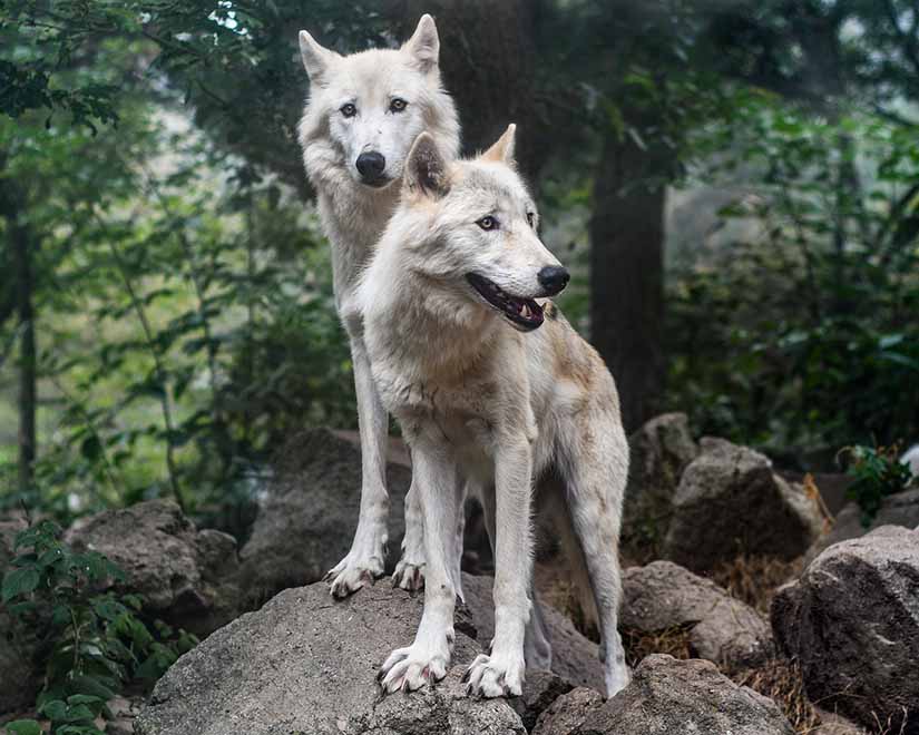 Introducir 39+ imagen cuantas crias pueden tener los lobos