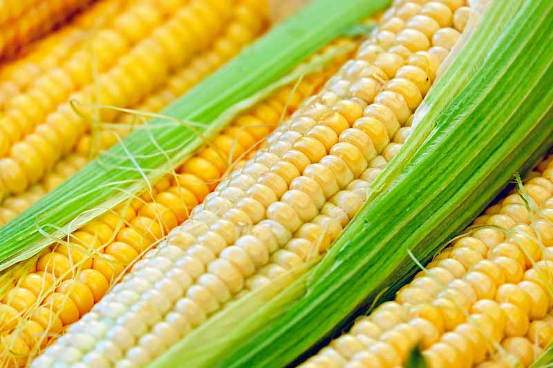 ¿Cuántos cromosomas tiene el maíz?