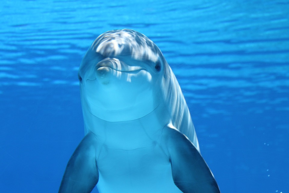 Cuántos géneros de delfines hay en la actualidad