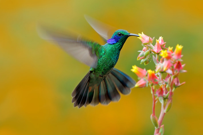 cuanto viven los colibris