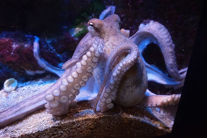 Número de tentáculos que posee un calamar
