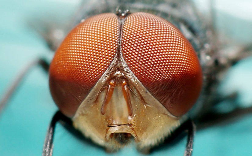 Número de ojos de una mosca