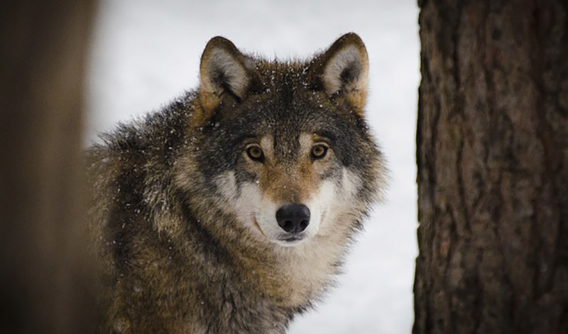 Cuánto tiempo vivien los lobos? | Esperanza de vida de un lobo