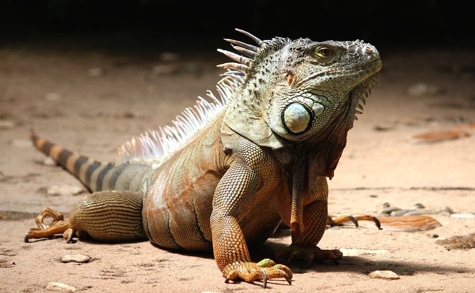 Cuántos años vive una iguana