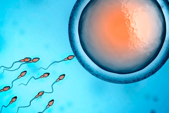 Cuántos cromosomas tiene el óvulo