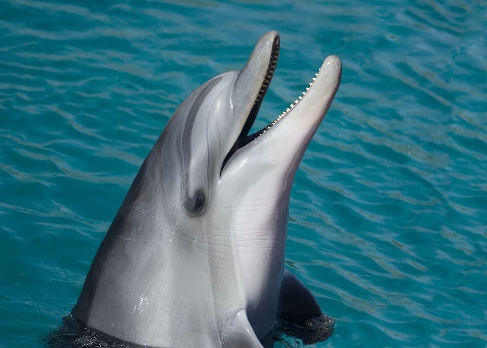Cuántos dientes tiene un delfín