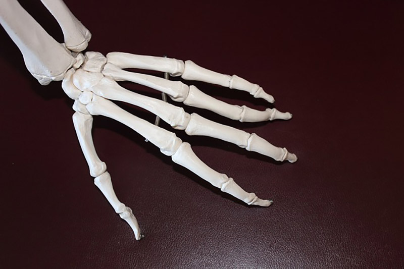 Huesos que hay en la mano