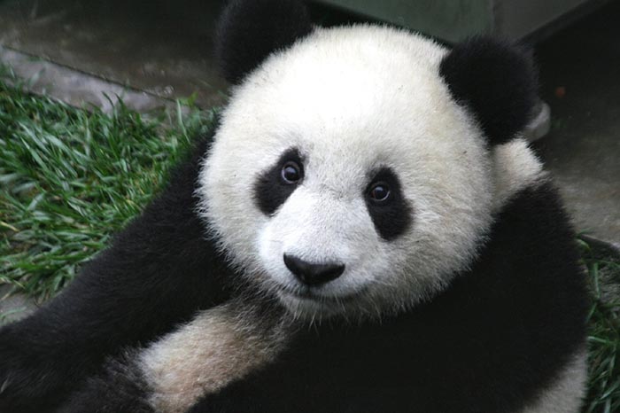 ¿Cuánto pesa un oso panda al nacer?