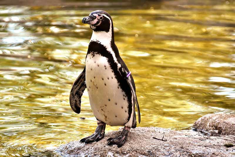 Cuánto Vive Un Pingüino  