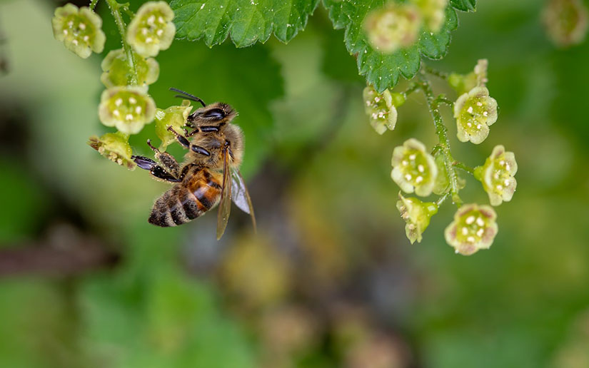 Promedio de vida de la abeja
