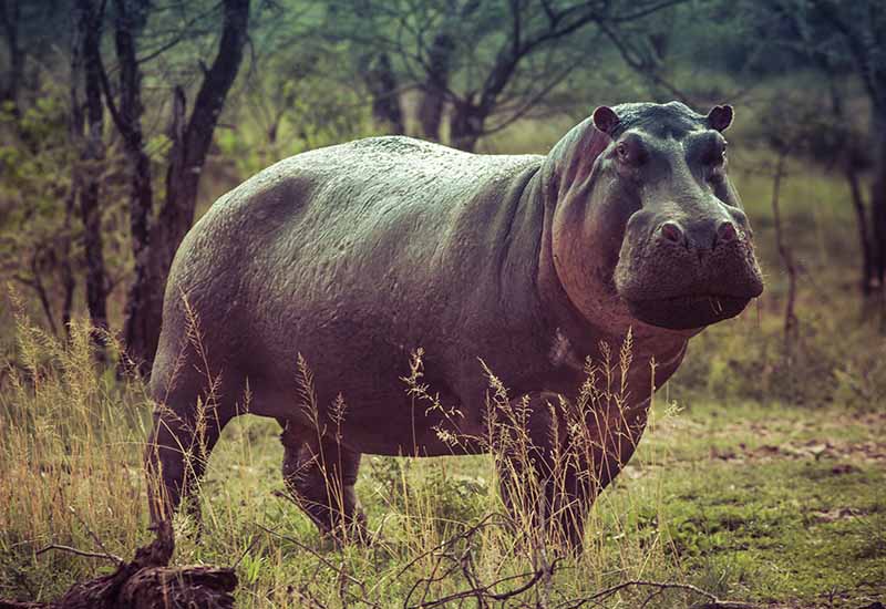 Medidas del hipopótamo