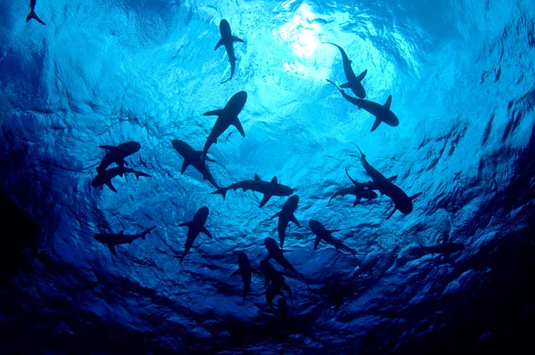 cuantas especies de tiburones hay