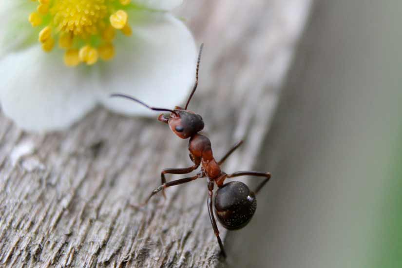 Material genético de las hormigas