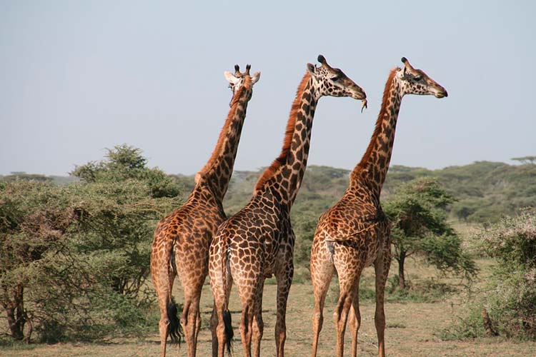 Oblicuo Intermedio Alcalde Cuánto mide una jirafa? | ¿Cuál es la altura que alcanza una jirafa?
