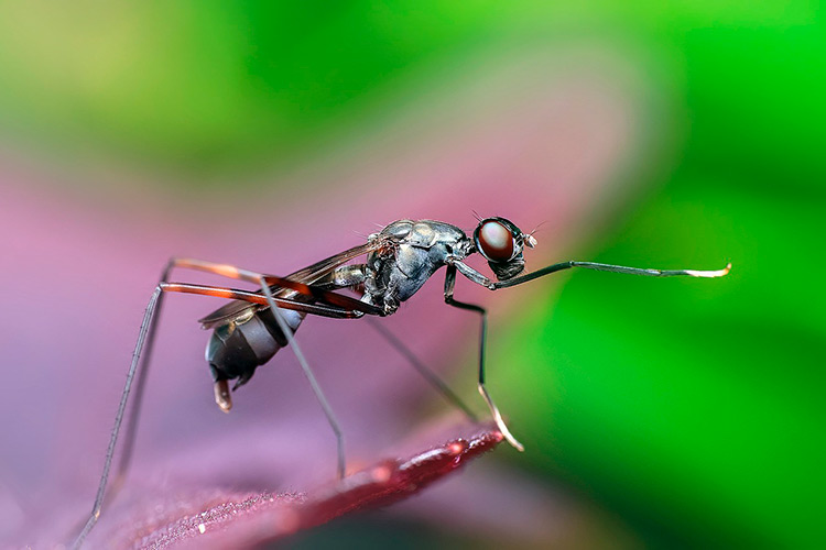 Cuántos años viven las hormigas