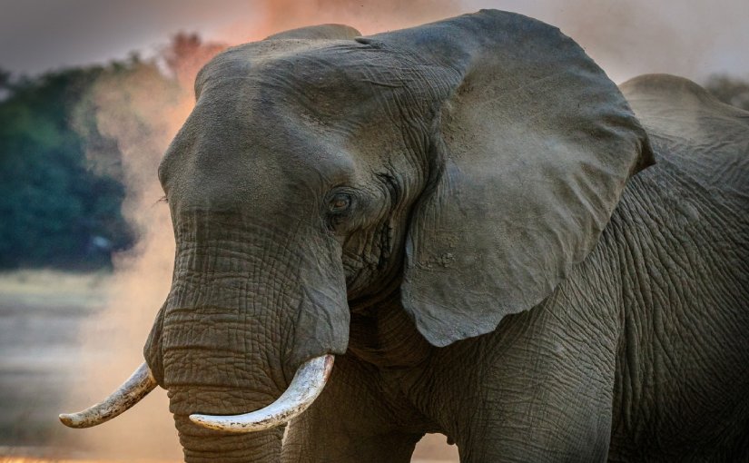 ¿Cuánto tiempo vive un elefante?