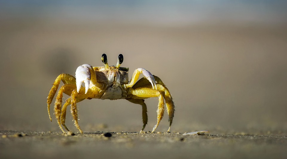 ¿Cuántos años puede vivir un cangrejo?