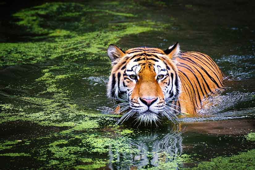 Cuánto tiempo viven los tigres? | Esperanza de vida de los tigres