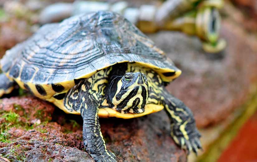 Tiempo de hibernación de las tortugas