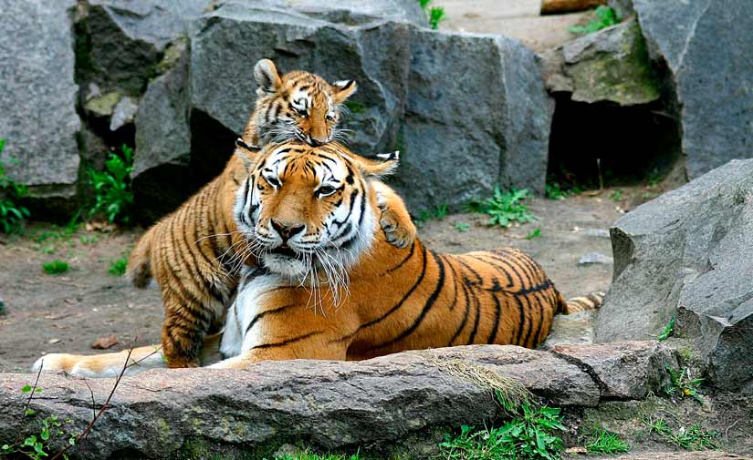 Cuántas crías puede tener un tigre? | Número de cachorros de tigre