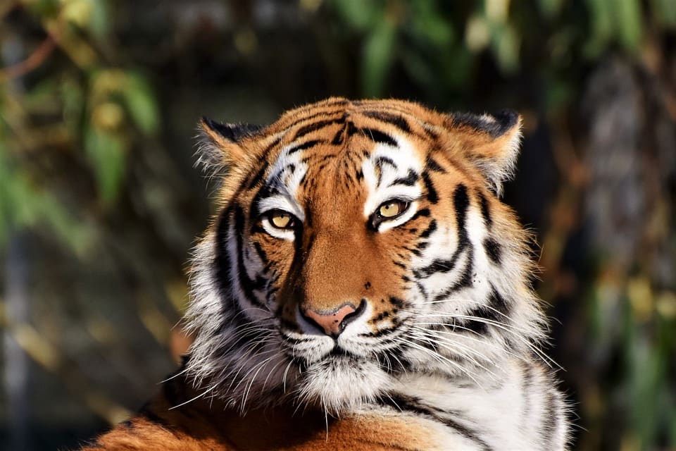 Cuántos tigres quedan en el mundo