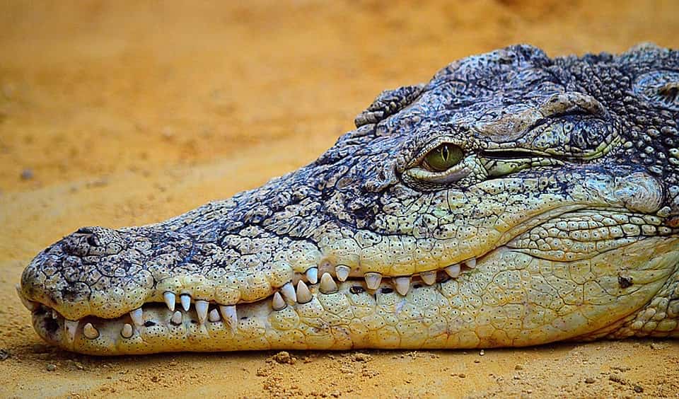 Cuánto pesa un cocodrilo? | Masa de los cocodrilos por especie
