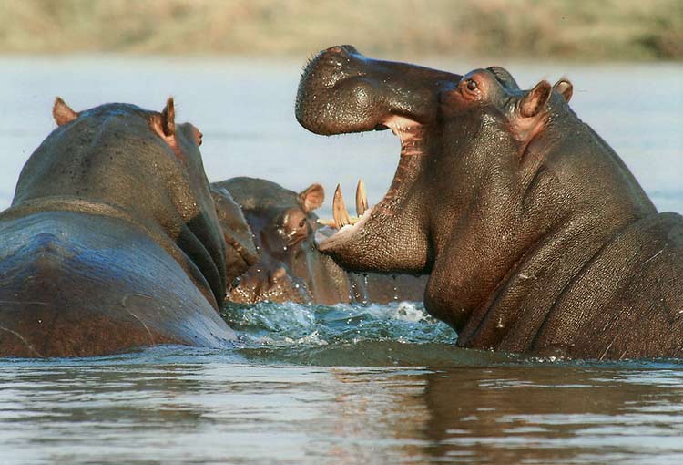 cuantos dientes tienen los hipopotamos